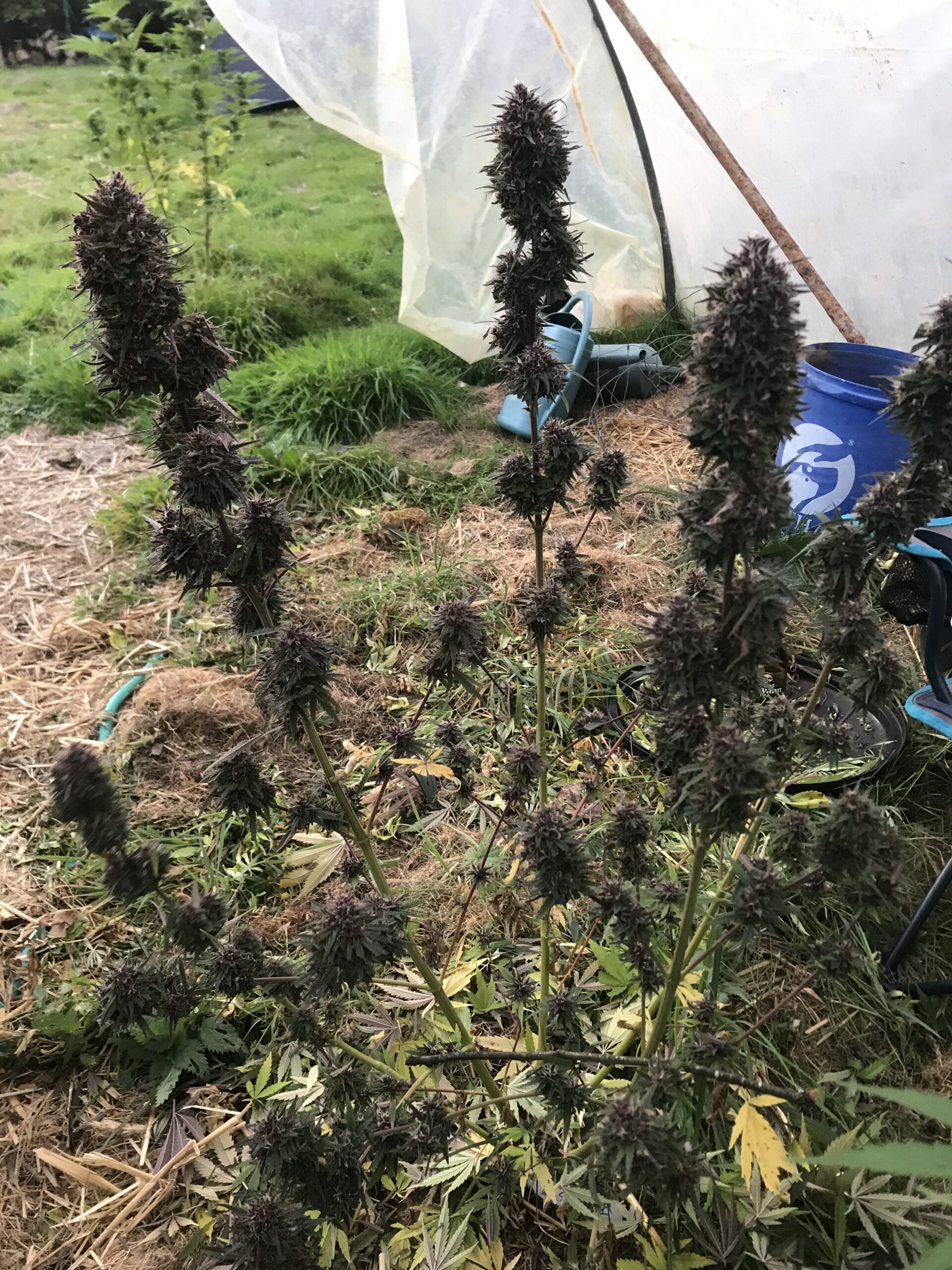 Blue meringue – Image 2