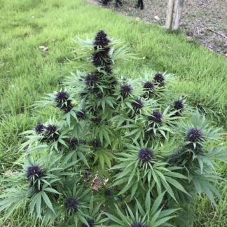 Platinium Legendary Og Kush