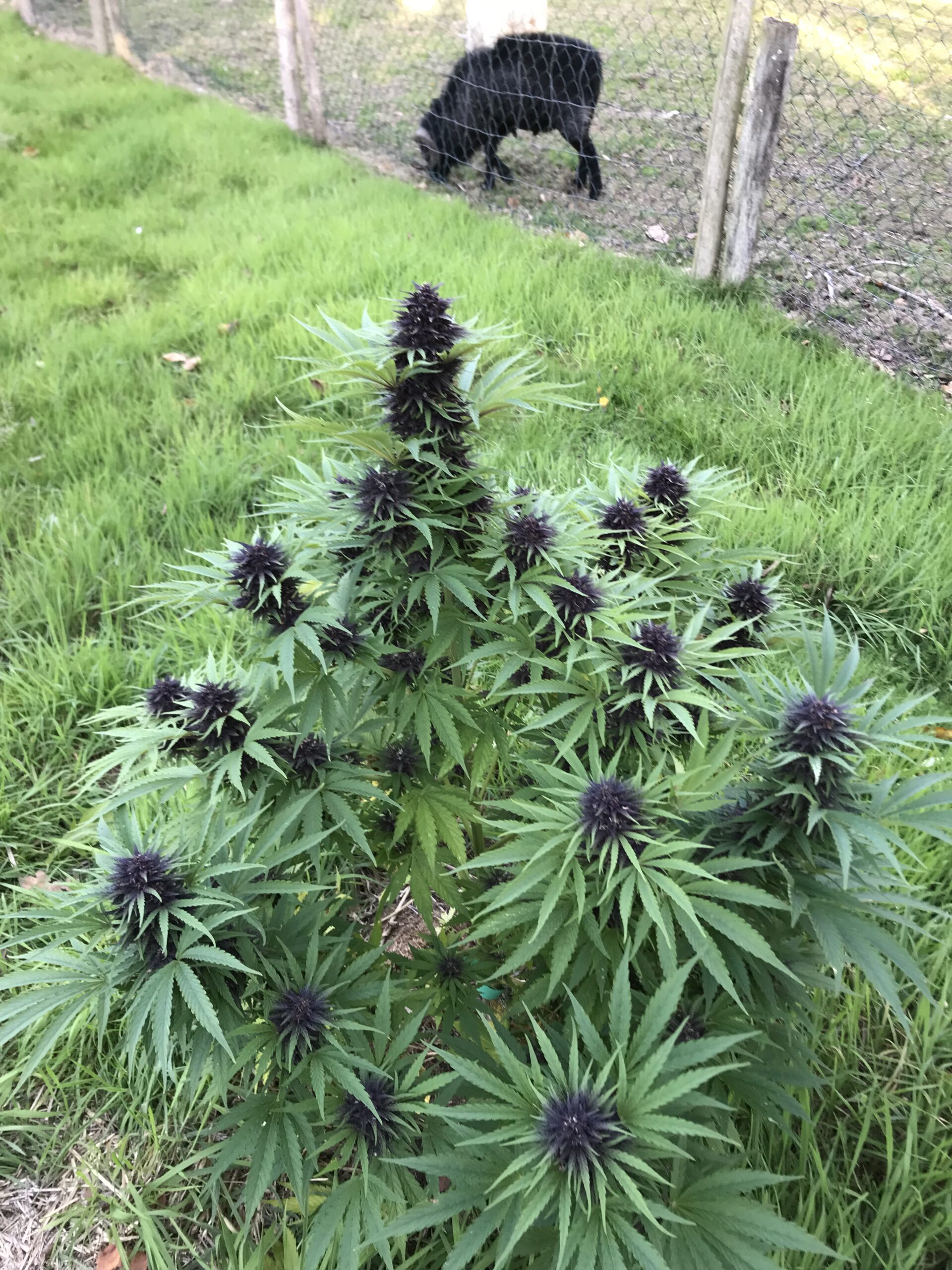 Platinium Legendary Og Kush